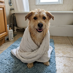 JOSHKAS Pet Bath Brush – Shampoo Dispenser &amp; Massage Brush